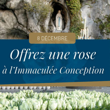 8 décembre : des roses pour l’Immaculée Conception