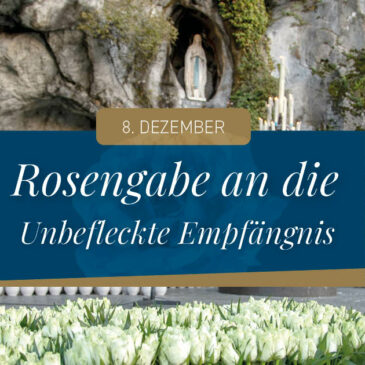 8. Dezember: Rosen für die Unbefleckte Empfängnis