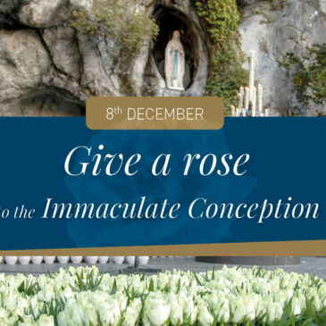 8th december – Roses for the Immaculate Conception
