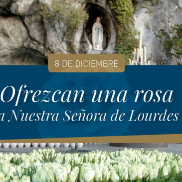 8 de diciembre – Rosas para la Inmaculada Concepción