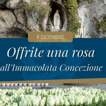 8 dicembre: rose per l’Immacolata Concezione