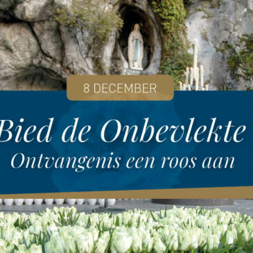 8 december : rozen voor de Onbevlekte Ontvangenis