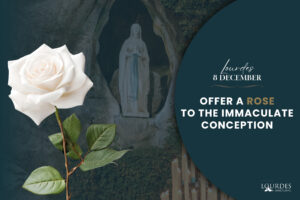 Offer a rose to the Immaculate Conception